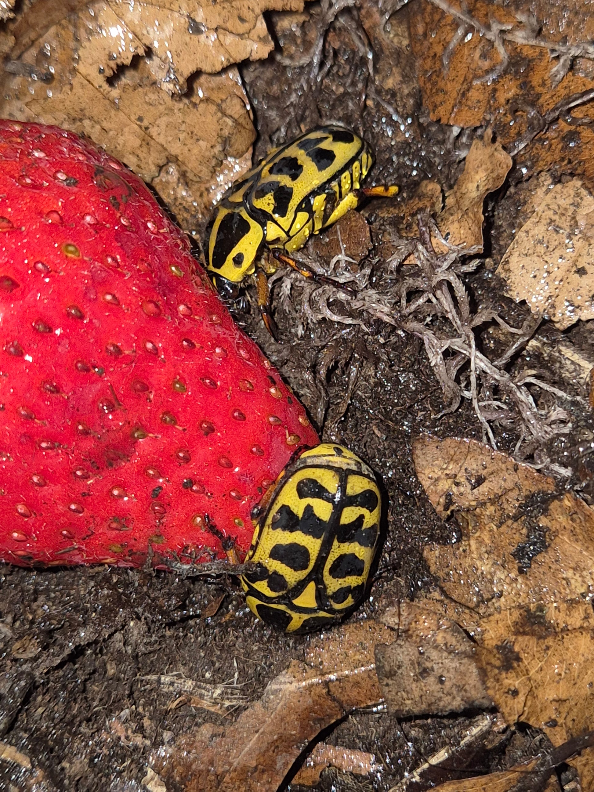 Pachnoda Cordata - The Bug Room