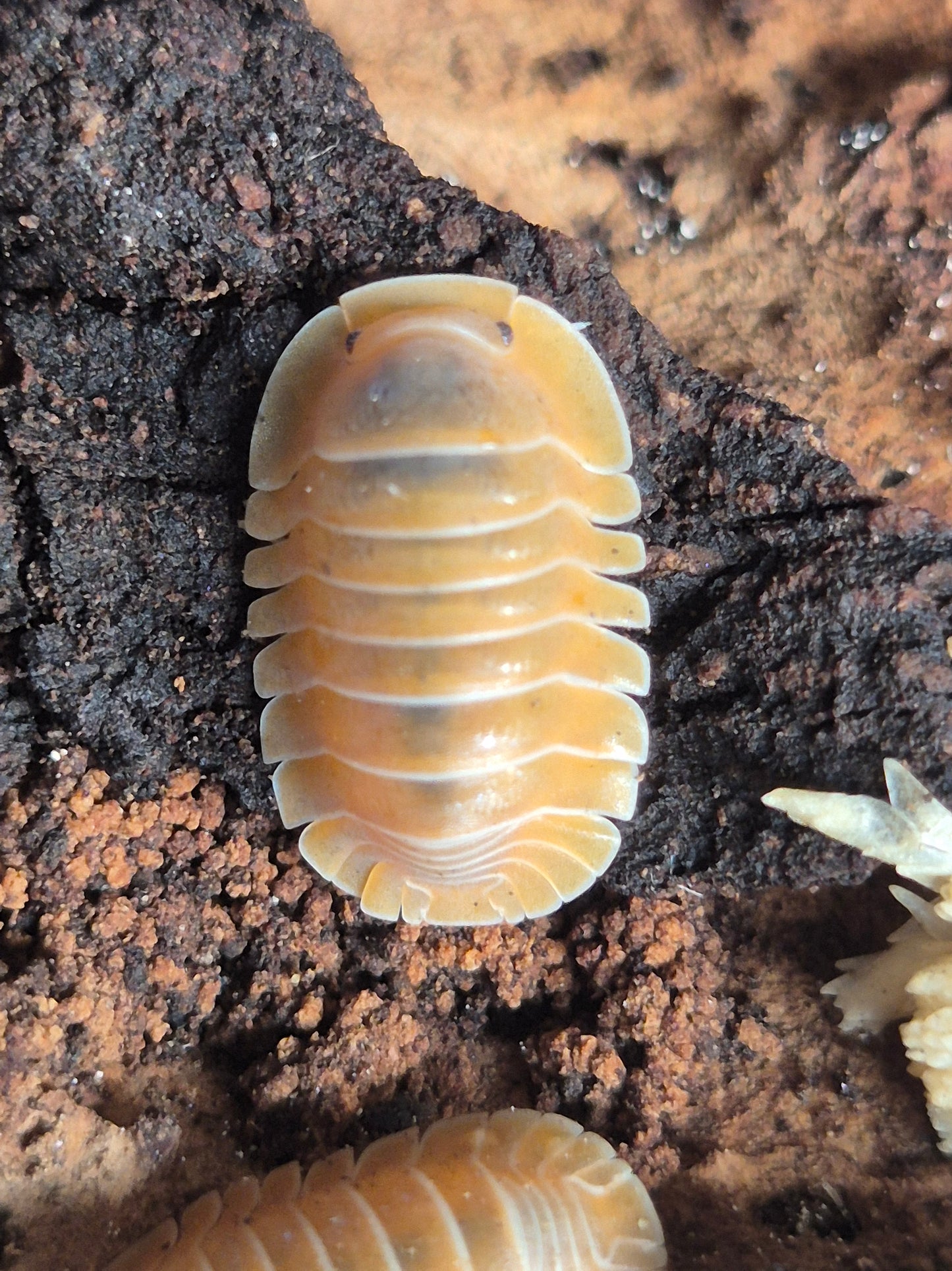 Cubaris Crabby Isopods