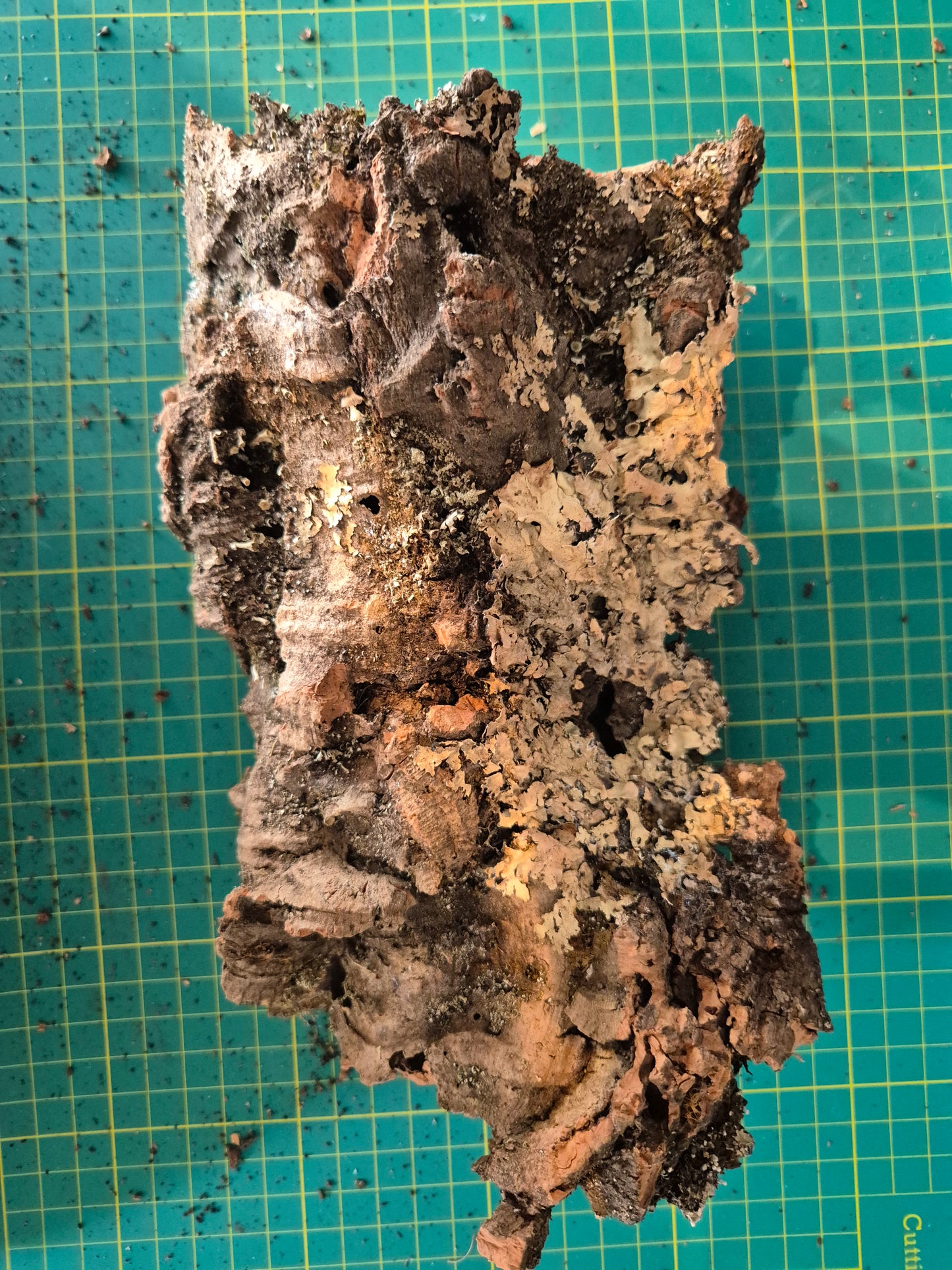 Cork Bark - The Bug Room