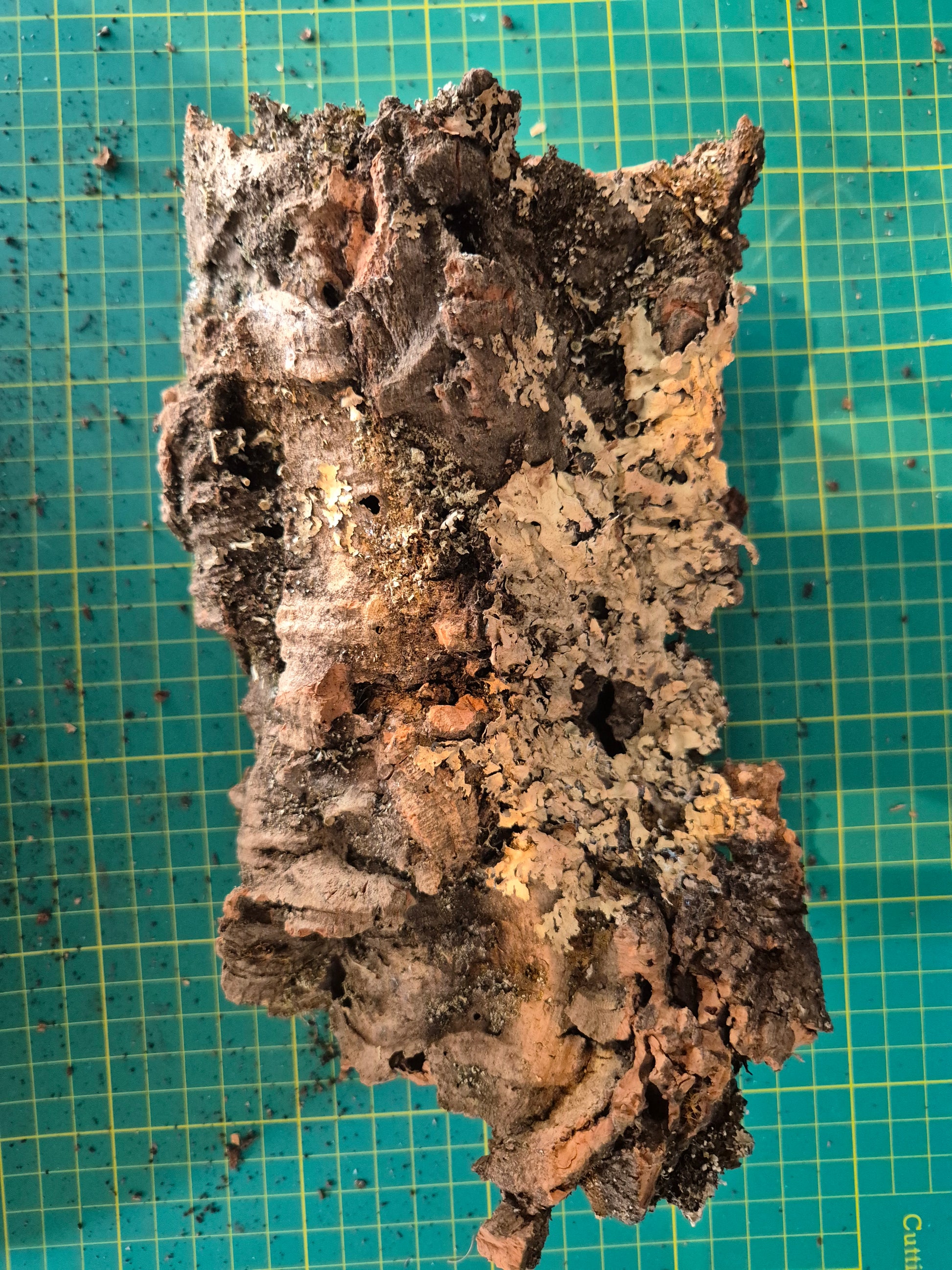 Cork Bark - The Bug Room