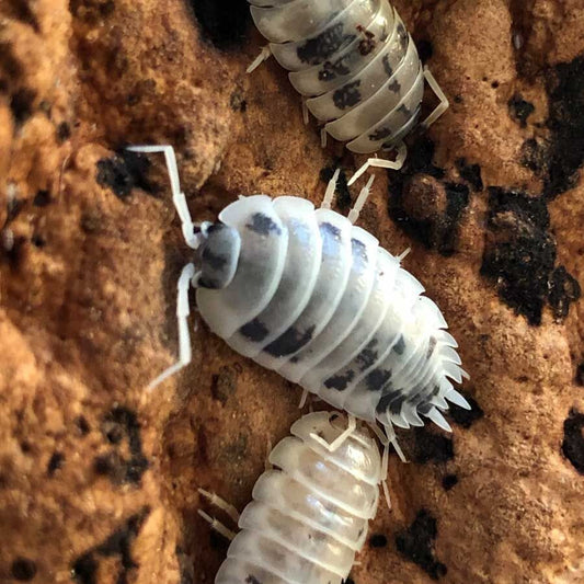 Dairy cow isopods - Porcellio laevis, woodlice, isopod, bioactive bugs, clean up crew, CUC or Great Pet!