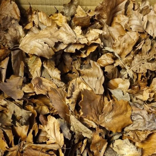 Oak / Beech Leaves, Leaf Litter, Bio Active, Reptile, Isopods, Millipedes, Snails, Beetles, Spiders, Mantis, Cockroaches