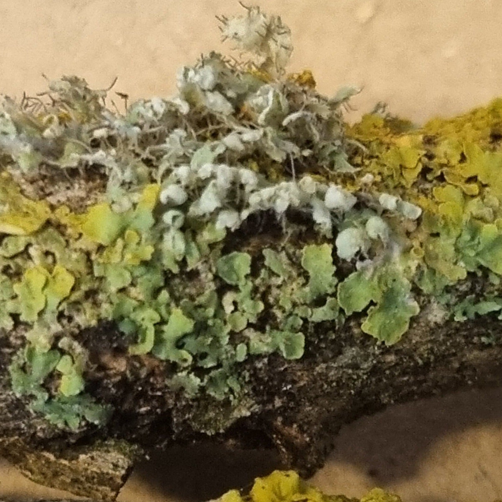 Lichen covered twigs, branches and sticks. Great for isopods, millipedes and bioactive terrariums
