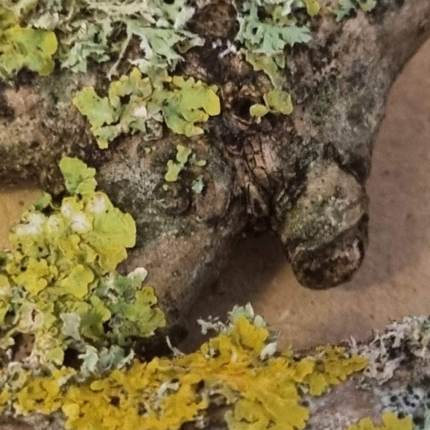Lichen covered twigs, branches and sticks. Great for isopods, millipedes and bioactive terrariums