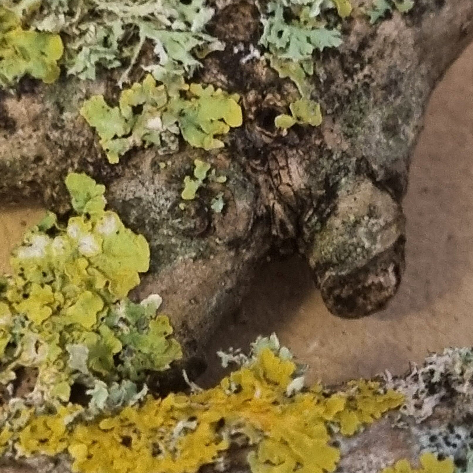 Lichen covered twigs, branches and sticks. Great for isopods, millipedes and bioactive terrariums