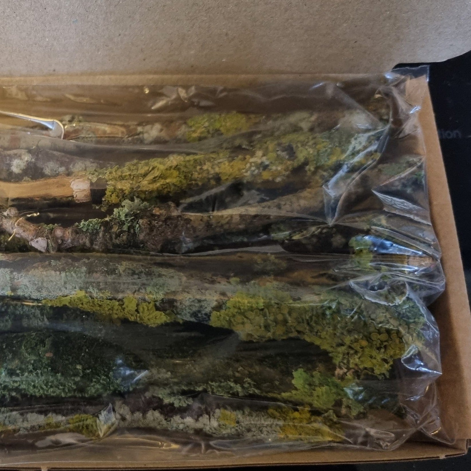 Lichen covered twigs, branches and sticks. Great for isopods, millipedes and bioactive terrariums