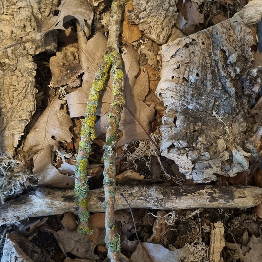 Lichen covered twigs, branches and sticks. Great for isopods, millipedes and bioactive terrariums